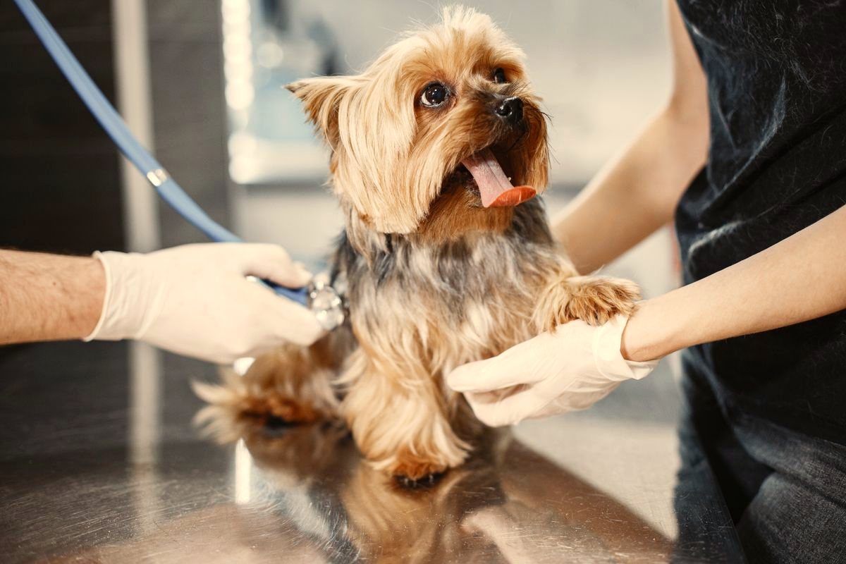 Krallen schneiden beim Hund