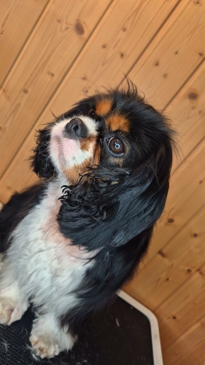 Ohren reinigen beim Hund